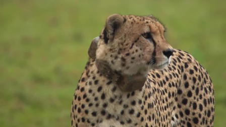 Animal Instincts: Five Trumps One: The Cheetahs of the Serengeti Plain