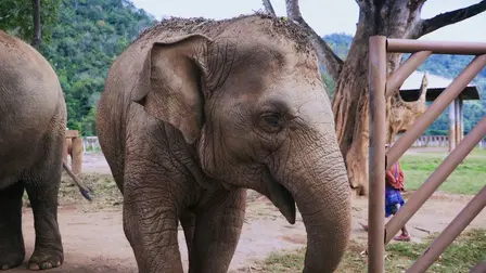 The Smiling Elephant