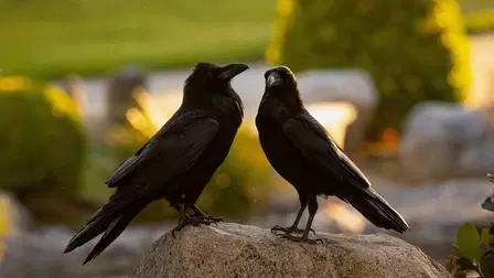 What Ravens Do