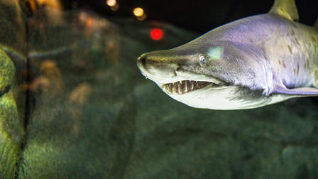 Predação: Tubarão vs. Tubarão