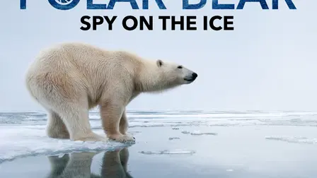 Polar Bear - Spy on the Ice