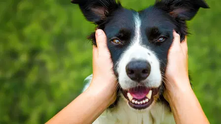Dogs: The Untold Story