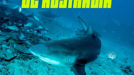Tiburones de Australia