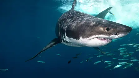 Great White Gauntlet