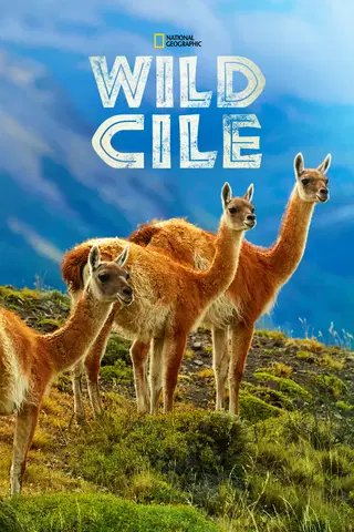 Wild Cile