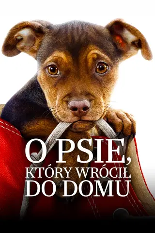 O psie, który wrócił do domu