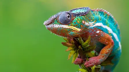 Madagascar
