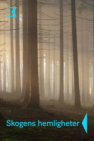 Skogens hemligheter
