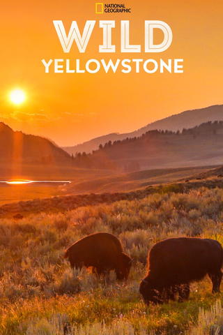 Wild Yellowstone