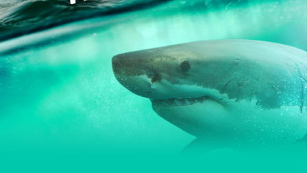Great White Appetite