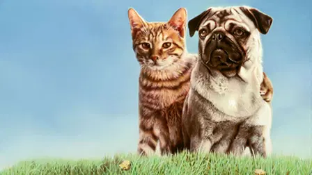 Las aventuras de Chatrán