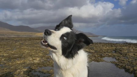 Dog Geniuses