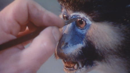 Animals and More Animals