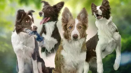 Pentulive: Eka vuosi