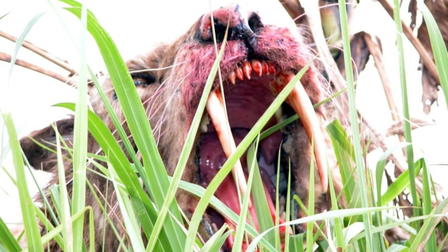 Sabretooth