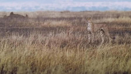 Cheetahs: Against All Odds
