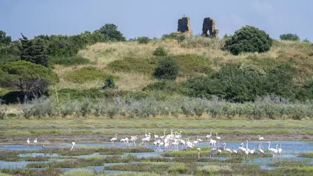 Maremma