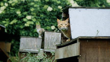 Animals and Other People