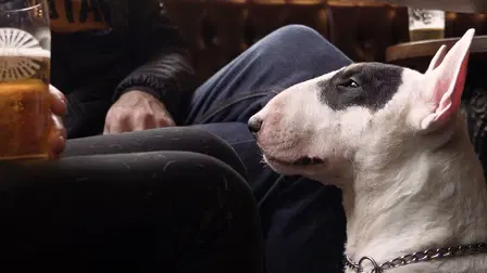 No Nos Merecemos a Los Perros