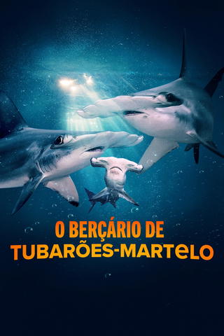 O Berçário de Tubarões-Martelo