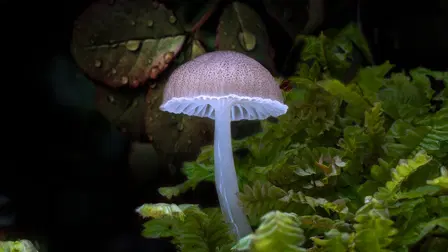 Follow the Rain