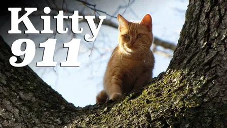 Kitty 911
