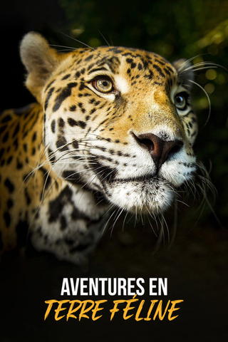 Aventures en terre féline