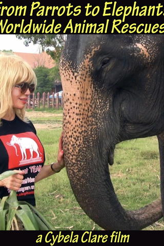 From Parrots to Elephants: Worldwide Animal Rescues