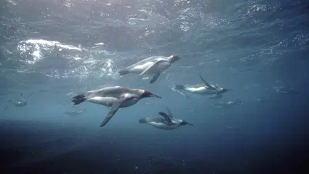 Killer Whales: Up Close and Personal