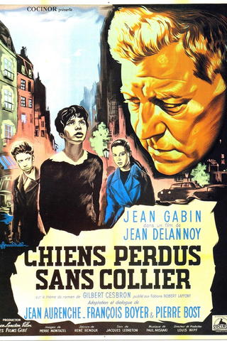 Chiens perdus sans collier