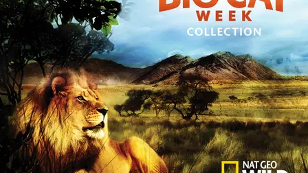 Big Cat Week Collection