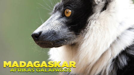 Madagascar: Africa's Galapagos