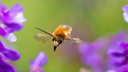 Biene Majas Wilde Schwestern