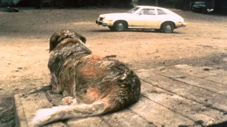 Cujo