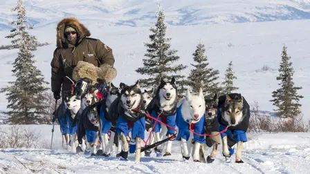 IDITAROD: Alaskas legendäres Rennen