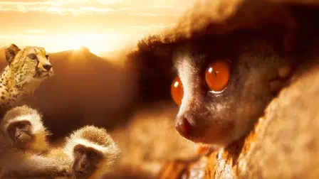 Afrikan eläinorpojen pelastajat