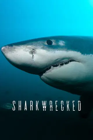 Sharkwrecked