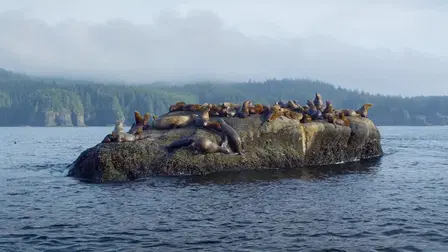 Seals - Clowns of the Sea