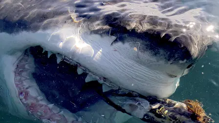 Great White Serial Killer