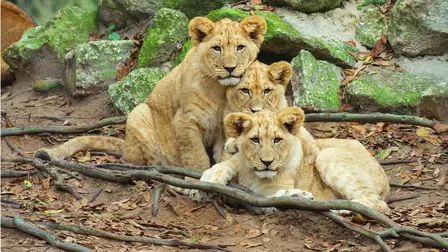 Baby Animals