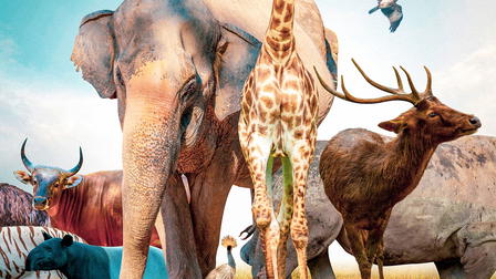 The Animals' Guide to Survival