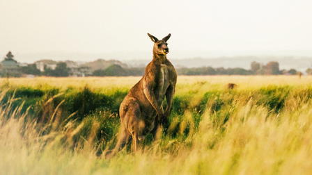 Les nouvelles aventures de Skippy