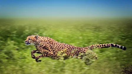 Man, Cheetah, Wild