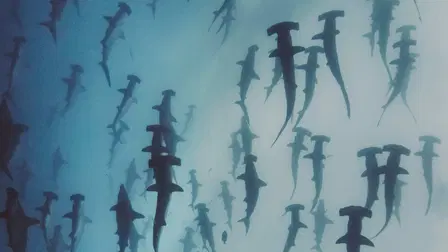 Nature's Strangest Mysteries: Solved