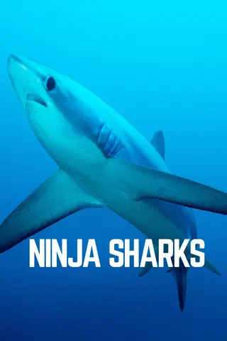 Ninja Sharks