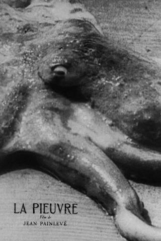 The Octopus