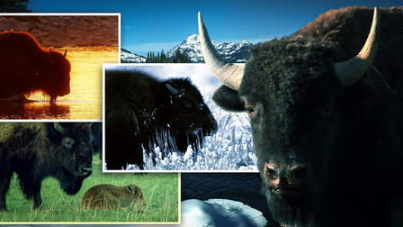 Den amerikanske bison