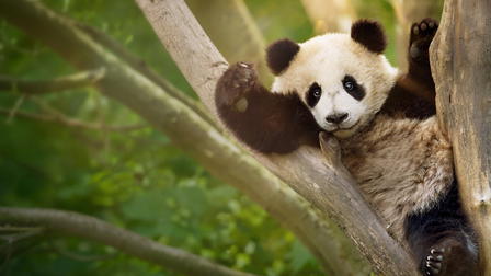 Escuela de pandas