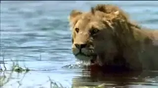 Relentless Enemies: Lions and Buffalo