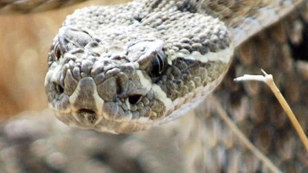 Rattlesnake Republic